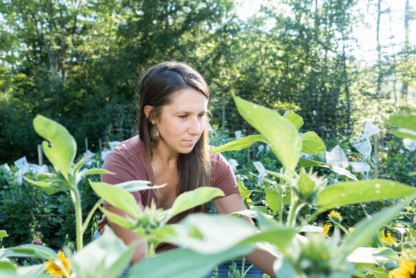 Gilsum flower grower surveys crop